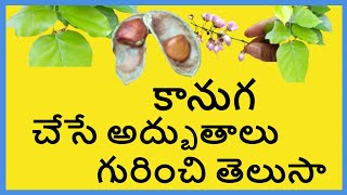 కానుగ చెట్టు చేసే అద్బుతాలు తెలుసా kanuga plant uses in telugu  కానుగ చెట్టు నీడ అమ్మ వడి [upl. by Singer831]