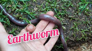 Respiration in Earthworm  Earthworm Respiration  Earthworm Respiratory organ  Earthworm [upl. by Alyled]