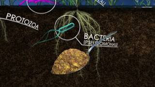 The Living Soil How Unseen Microbes Affect the Food We Eat 360 Video [upl. by Eninotna452]