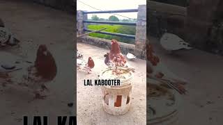 Lal pigeon kabootarbazikeraazoramooz birds birdspecies kabutar [upl. by Adnot]