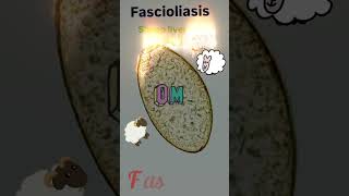 Fasciola hepatica egg⭐ Fascioliasis🤓👍Parasitology👍🔬✅ [upl. by Brion]