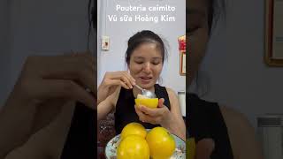 How to eat Pouteria caimito ăn Vú Sữa Hoàng Kim thế nào cho đúng cách  🤔 [upl. by Ahsinyd]