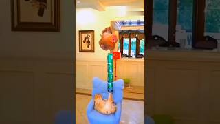 two cats and hen funny video🙄🙄 song music bollywood movie catlover crazy funny flower cat [upl. by Arjun684]