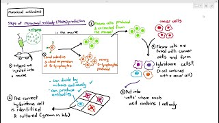 1111 Monoclonal Antibodies Cambridge AS A Level Biology 9700 [upl. by Saloma41]