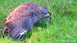 Buteo buteo Buizerd buzzard [upl. by Madriene]