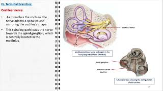 Vestibulocochlear nerve [upl. by Jeffy]