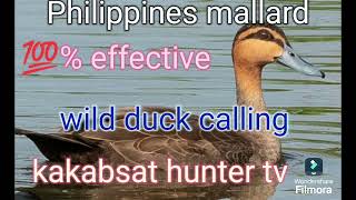 Mallard pato wild duck calling [upl. by Frost3]