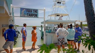 Tarpon Feeding Camera [upl. by Maya]