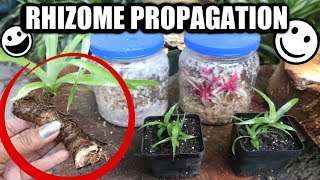 Rhizome Propagation amp Bromeliad Care  Pot amp Grow  Tips amp Tricks [upl. by Oznofla]