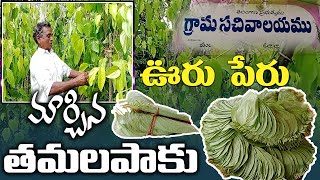 త‌మ‌ల‌పాకు సాగు లాభాలు బాగు  Betel Leaves Cultivation Telugu  Special Story on Tamalapaku [upl. by Asenaj]