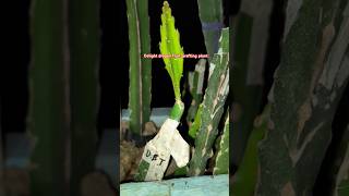 Delight dragon fruit Grafting plant [upl. by Ybeloc]