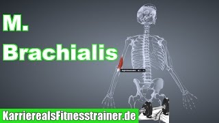 M Brachialis Oberarmmuskel Ansatz Ursprung Funktion Dehnung BLizenz PrÃ¼fung [upl. by Liza]