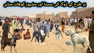 Special Kohat Dogs Market  Dogs ki mandi  Kohati Gultair vs Afghani Kuchi Dog [upl. by Adlai68]