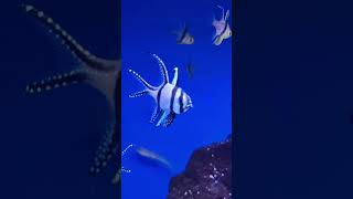 Banggai cardinalfish aquarium reef fish saltwater lofi [upl. by Rodman212]