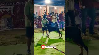 Doberman dog in Amravati dog show trending germanshepherd dogbreed shorts ytshorts viralshorts [upl. by Yleik772]