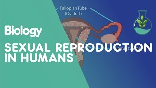 Sexual Reproduction Humans  Genetics  Biology  FuseSchool [upl. by Tavy]