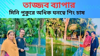 মিনি পুকুরে অধিক ঘনত্বে শিং চাষ। catfish bd [upl. by Cy92]