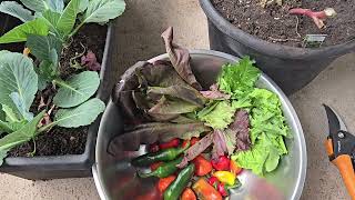 Late June Balcony Garden Harvest  Walk Around [upl. by Esinyt26]