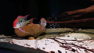 Geophagus sp quottapajosquot Red Head with offspring [upl. by Lurette]