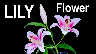 Lily flower 🌺 opening  time lapse 4K [upl. by Bat]