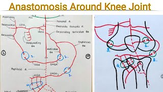 Genicular Anastomosis Anastomosis around knee joint [upl. by Lawrenson]