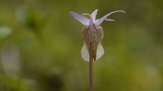 Calypso bulbosa in Sweden [upl. by Nwotna703]