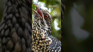 The Truth about cuckoo🪶🥰decepti facts birds nature [upl. by Brandes416]