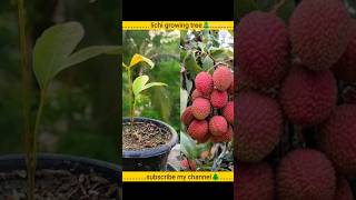 New technique of growing litchi how to growing for litchi tree litchi lychee tree growing [upl. by Obe]