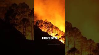 Dumb Forest Fires Fact [upl. by Griffiths740]