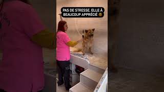 1er toilettage pour ma Havana après son amputation dogy4love [upl. by Ridglea]