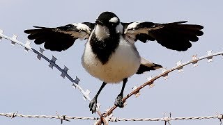 Magpie Lark Grallina cyanoleuca [upl. by Doralynne555]