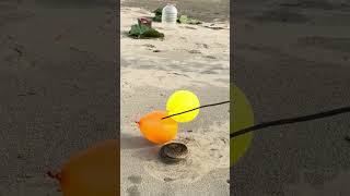 रसेल वाईपर सांप का गुब्बारे पर जोरदार हमला 😱🐍Russell Viper snake attacks balloon fiercely [upl. by Osmo]