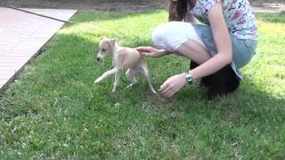 Ep2 Fun with Italian Greyhound Puppy Gracie 2 months old [upl. by Noet423]