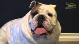 Porkchop the Bulldog Breathing Heavy and Panting [upl. by Sirrad]