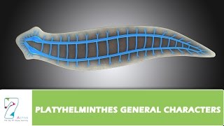 PLATYHELMINTHES GENERAL CHARACTERS [upl. by Herrah648]