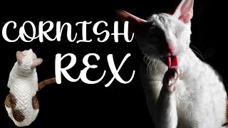 CORNISH REX Cat breed 101 [upl. by Akeirahs]