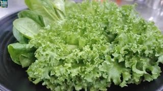 Hydroponics for Beginners How to grow vegetables without soil [upl. by Zapot]