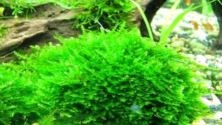 мох кристмас Christmas Moss quotVesicularia montagneiquot [upl. by Lorinda318]