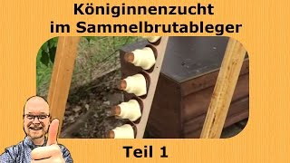 Imkerei Königinnenzucht im Sammelbrutableger Teil 1 [upl. by Bab478]