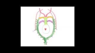 Medical Embryology  Development of the Aortic Arches and Large Arteries [upl. by Koren544]