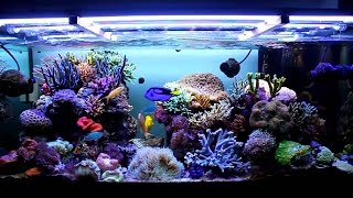 Come realizzare un acquario marino 1 parte [upl. by Sedinoel]