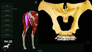 Musculatura da coxa equino Vet3D semimembranoso [upl. by Davilman446]