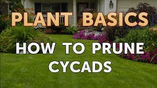 How to Prune Cycads [upl. by Gney]