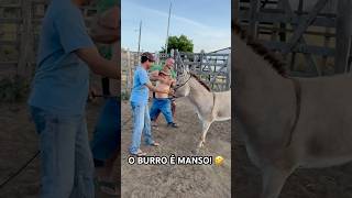 PILILIU SE LIVROU DE UMA QUEDA NO BURRO 🤣 [upl. by Odin862]