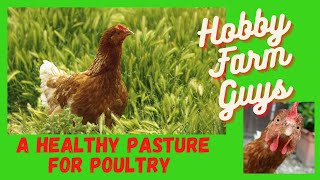 Planting A Healthy Pasture For Chickens amp Other Poultry [upl. by Egduj]