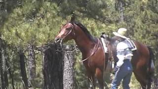 Double K Training Clips 1 Horses and Riders in Beautiful Western Scenery [upl. by Loesceke686]