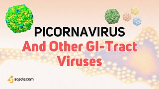 Picornavirus Microbiology  Enterovirus Rhinovirus Aphthovirus and Cardiovirus Virology [upl. by Salene151]