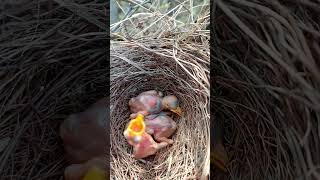 Babbler bird babies P 13 youtubeshorts viralshorts [upl. by Queri]