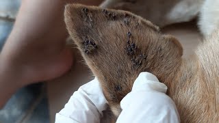 Lots Of Fleas  Get Rid Of Dogs Fleas And Ticks [upl. by Munson]