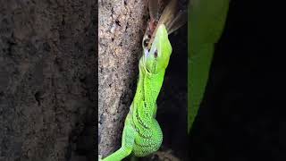 ASMR LIZARD EATS A HUGE COCKROACH SABZI THE GREEN TREE MONITOR shorts [upl. by Glynas232]